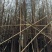 精品水杉规格齐全量大从优质量保证产地供应欢迎咨询