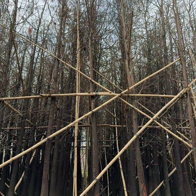 精品水杉规格齐全量大从优质量保证产地供应欢迎咨询