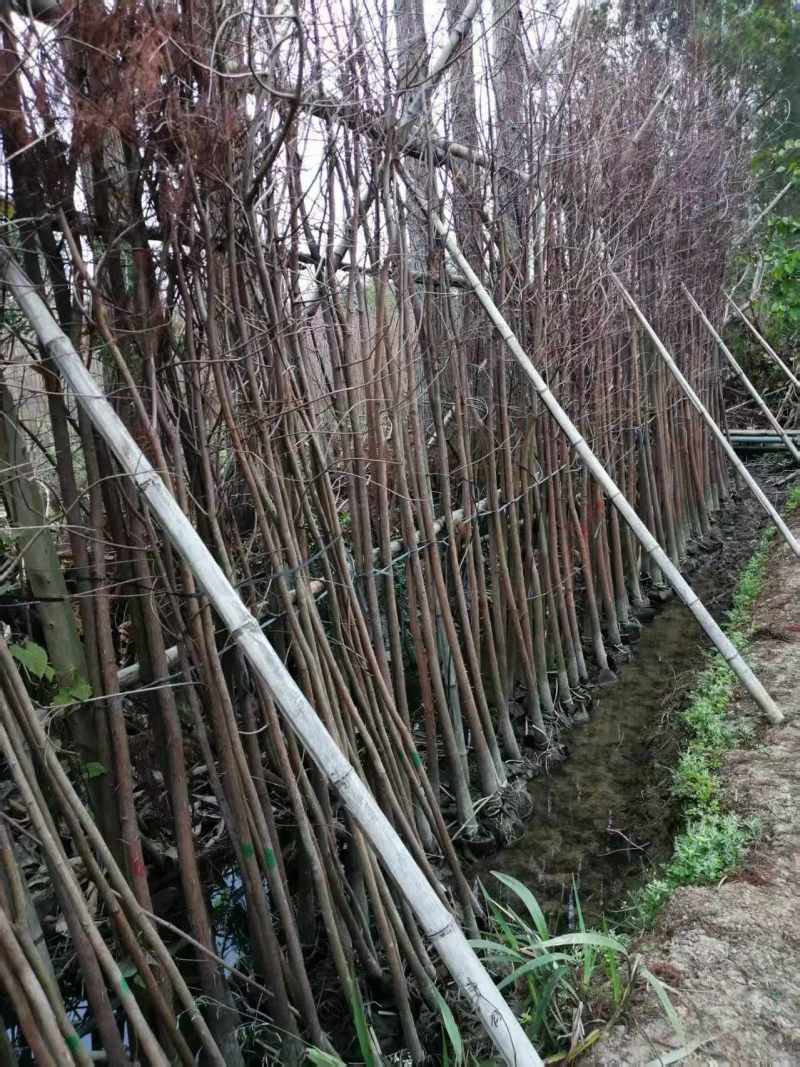 精品水杉规格齐全量大从优质量保证产地供应欢迎咨询