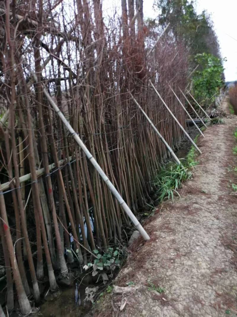 精品水杉规格齐全量大从优质量保证产地供应欢迎咨询
