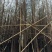 精品水杉规格齐全量大从优质量保证产地供应欢迎咨询