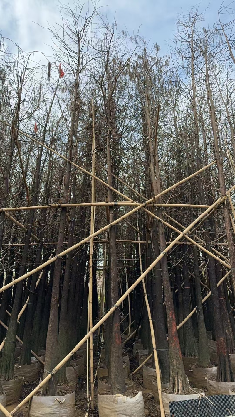 精品水杉规格齐全量大从优质量保证产地供应欢迎咨询