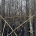 精品水杉规格齐全量大从优质量保证产地供应欢迎咨询