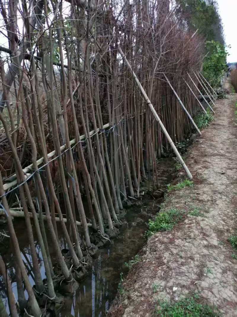 精品水杉规格齐全量大从优质量保证产地供应欢迎咨询