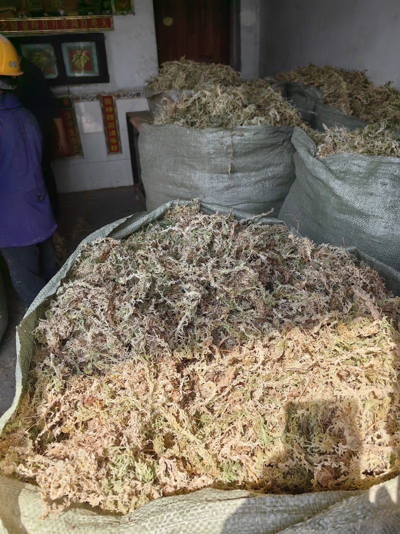水苔.湖南纯野生水苔，兰花专用.海草花一手货源产地直供