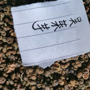 吴茱萸