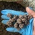 野生猫爪草种植猫爪草中颗粒新货质量好省内包邮
