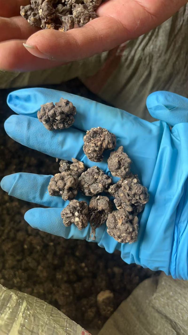 野生猫爪草种植猫爪草中颗粒新货质量好省内包邮