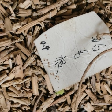 白茅根