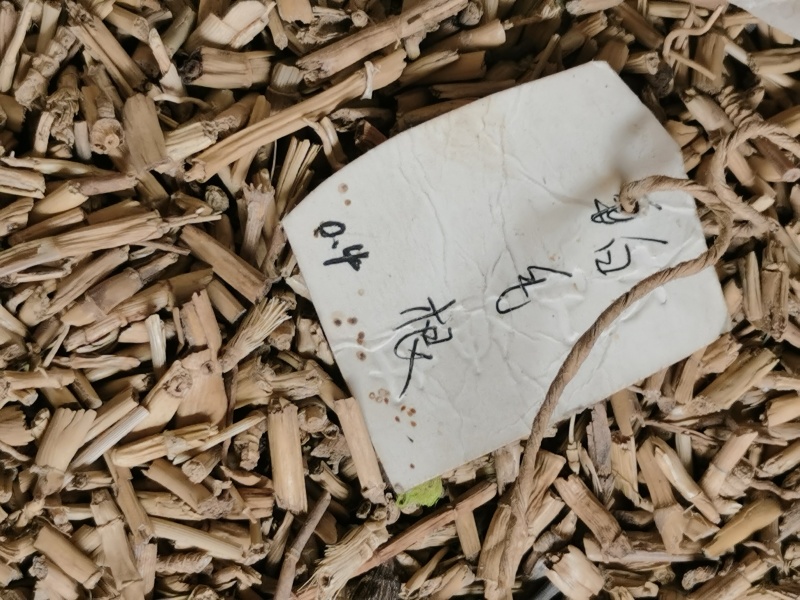 白茅根