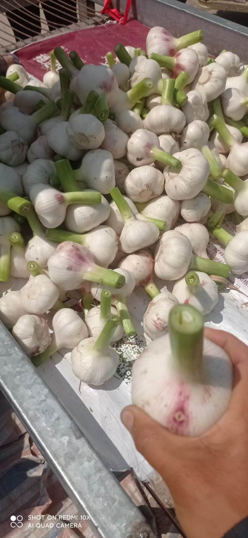 河南大蒜鲜蒜扒皮蒜白皮蒜紫皮蒜大量供应产地直发市场商超