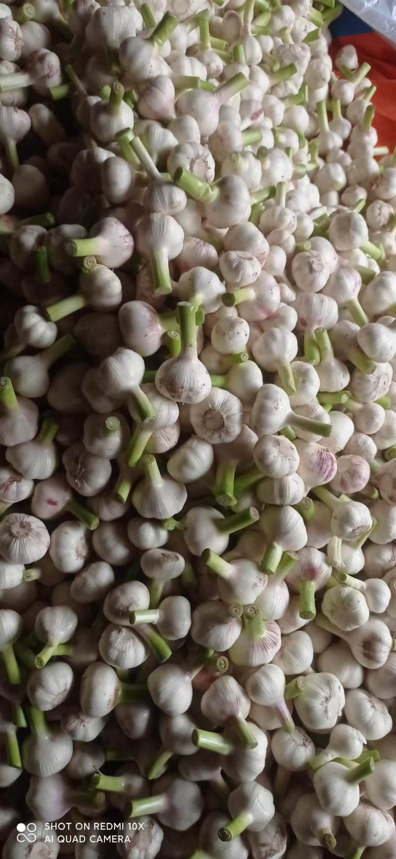 河南大蒜鲜蒜扒皮蒜白皮蒜紫皮蒜大量供应产地直发市场商超