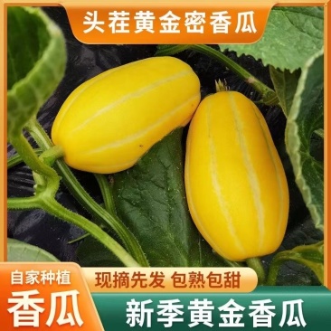 新鲜水果头茬黄金蜜瓜甜瓜新鲜当季农家黄金瓜甜瓜蜜瓜脆甜小
