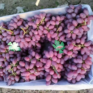 巨胜葡萄，红艳天葡萄，红提葡萄