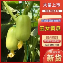 玉女小黄瓜、对接电商平台、支持一件代发、社区团购、快手、