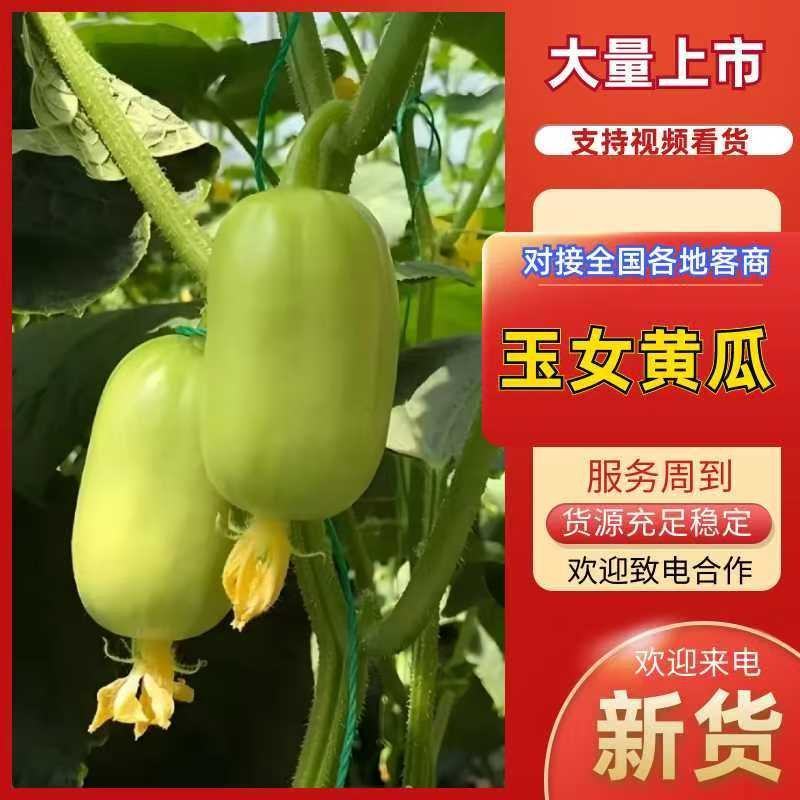 玉女小黄瓜、对接电商平台、支持一件代发、社区团购、快手、