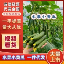 水果黄瓜、对接社区团购、支持一件代发、商超、网红主播带货