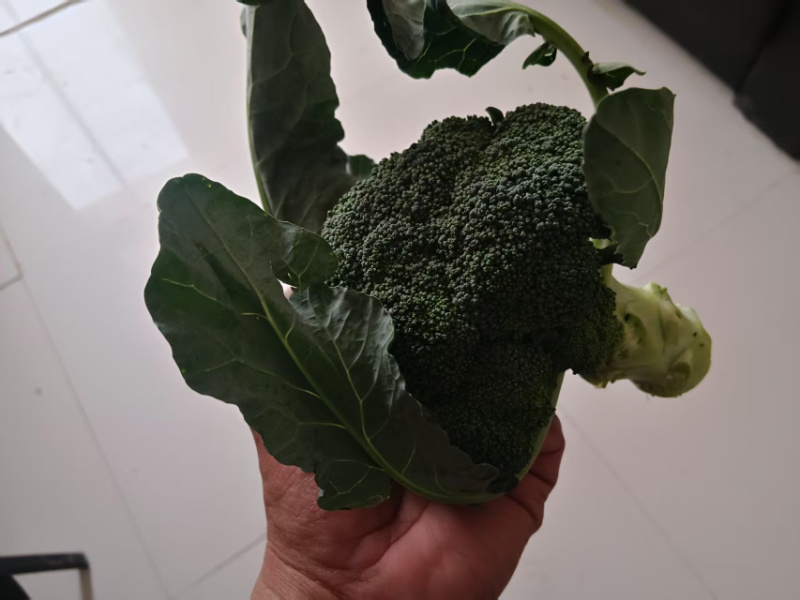 邯郸魏县精品西兰花对接商超电商欢迎来购