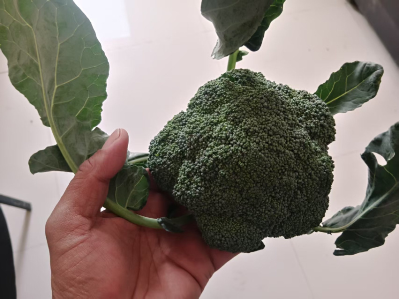 邯郸魏县精品西兰花对接商超电商欢迎来购