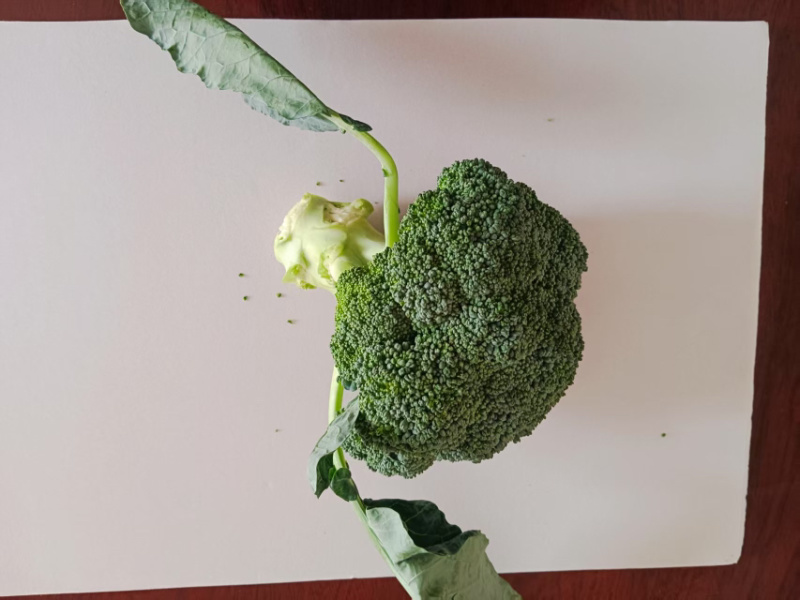 邯郸魏县精品西兰花对接商超电商欢迎来购