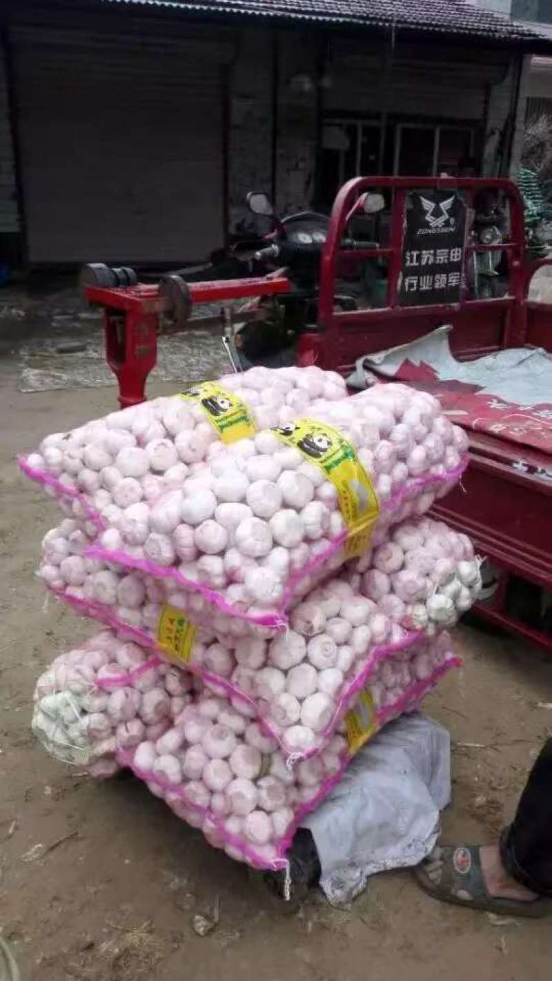 2025新蒜扒皮大蒜大量上市白皮蒜紫皮蒜基地直供全国代发