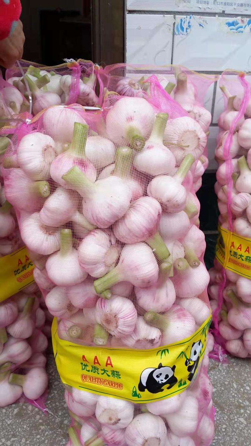 河南大蒜鲜蒜扒皮蒜紫皮蒜白皮蒜产地一手货源可实地看货合作