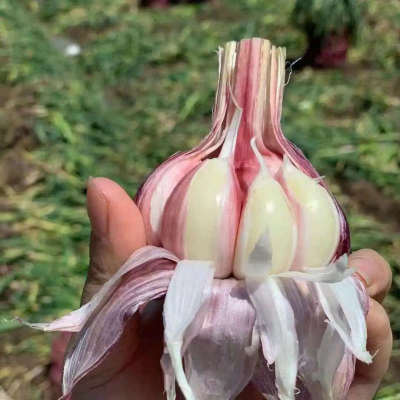 河南大蒜鲜蒜扒皮蒜紫皮蒜白皮蒜产地一手货源可实地看货合作