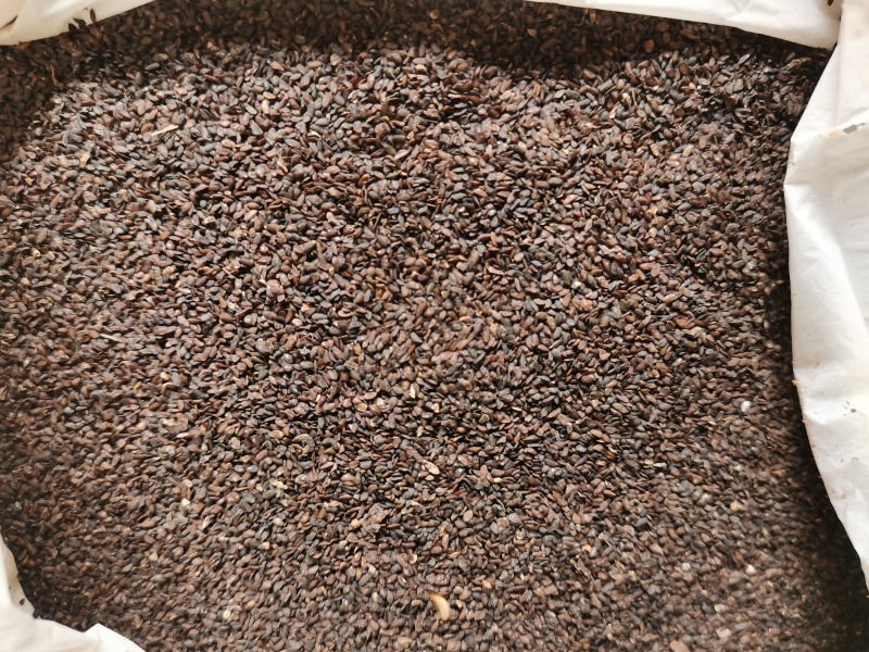 车前子药用，种子用