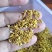 金秋特级干桂花，香气浓郁，品质上乘