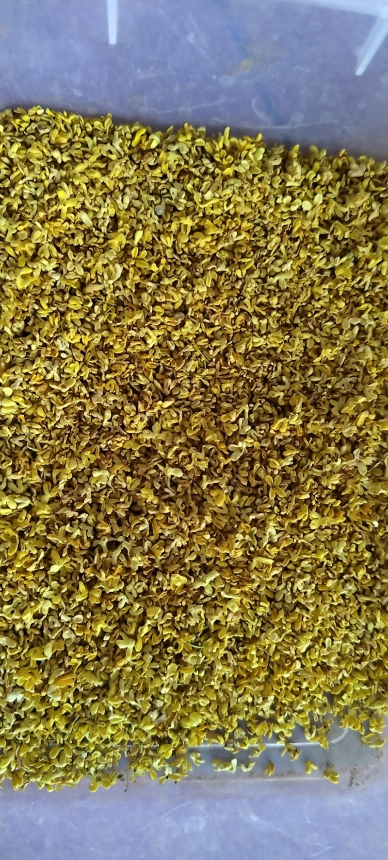 金秋特级干桂花，香气浓郁，品质上乘