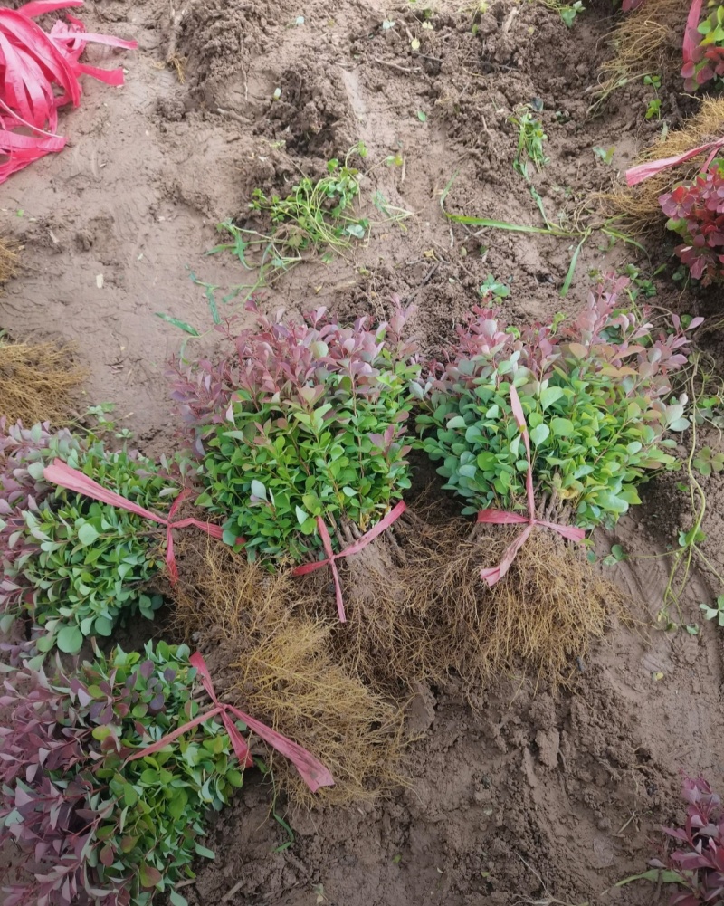 基地大量出售高10-60高，红叶小檗苗，规格齐全，货源充