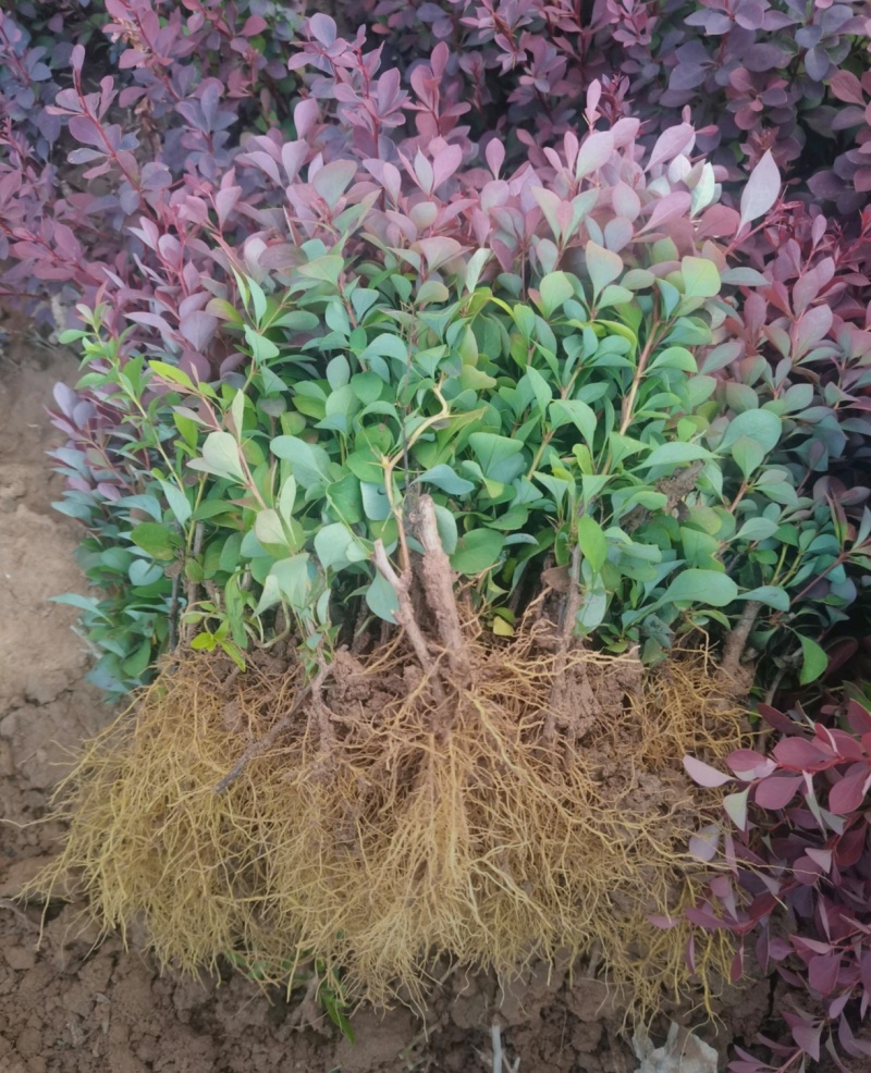 基地大量出售高10-60高，红叶小檗苗，规格齐全，货源充