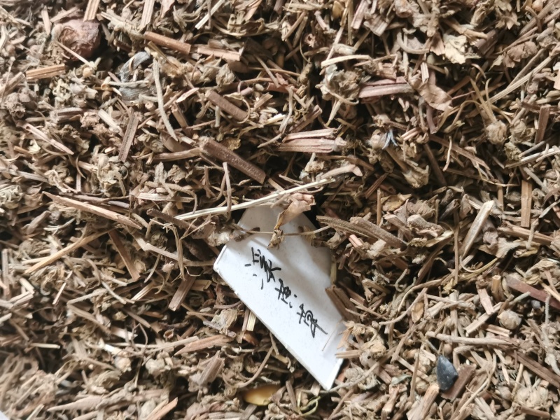 溪黄草