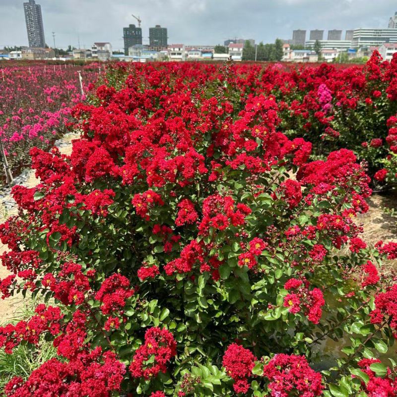 红花紫薇苗天鹅绒紫薇苗红火箭紫薇1一10分支