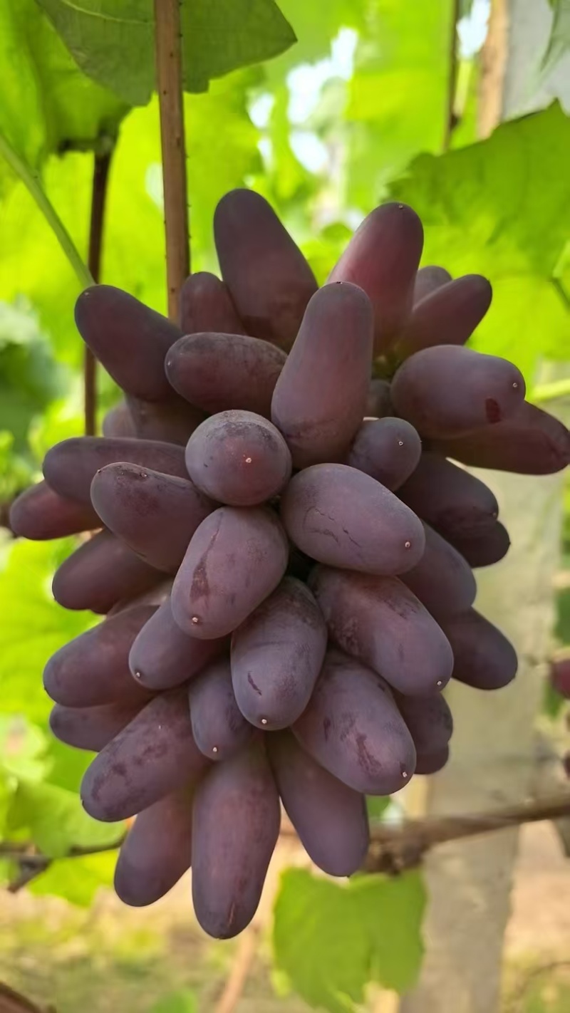 宝光葡萄，扎娜葡萄，巨峰葡萄，阳光玫瑰葡萄，玫瑰香葡萄
