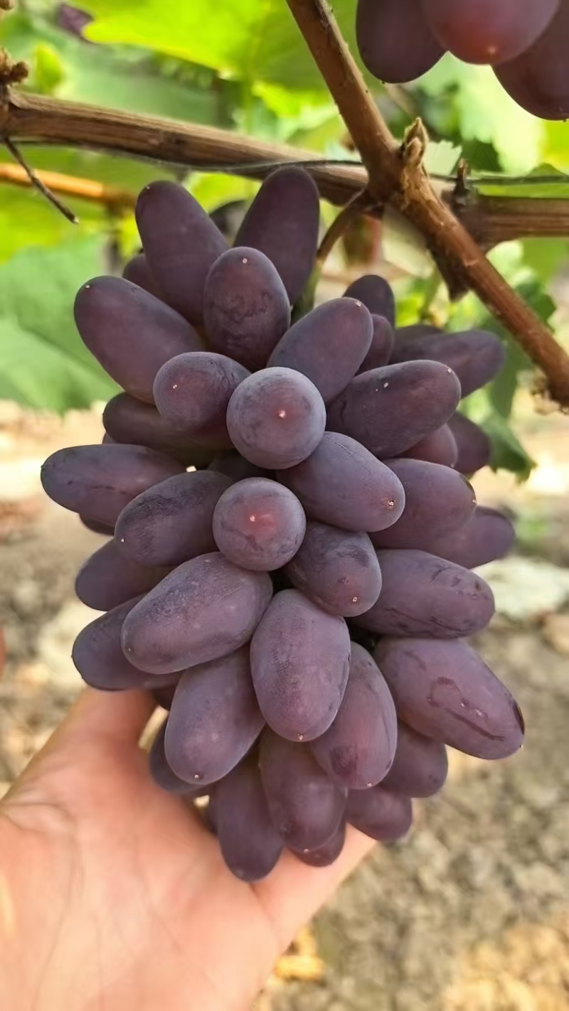 宝光葡萄，扎娜葡萄，巨峰葡萄，阳光玫瑰葡萄，玫瑰香葡萄