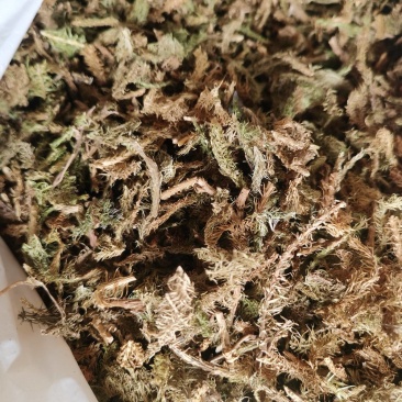 伸筋草