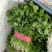 大叶香菜