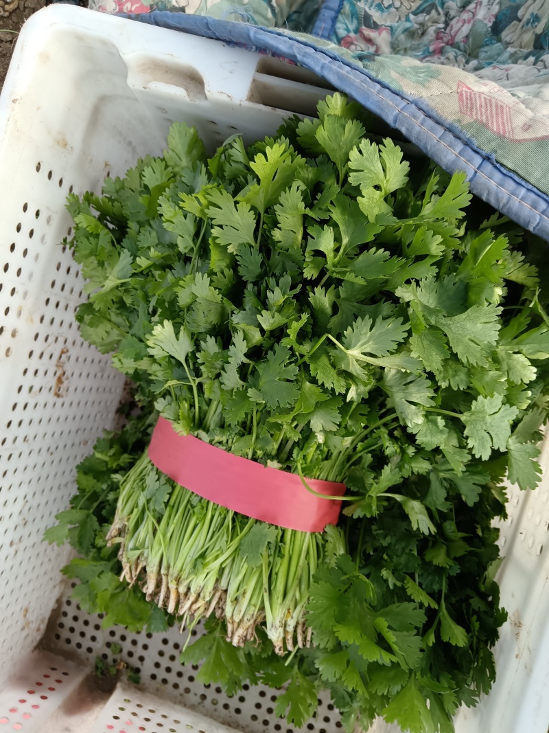 大叶香菜