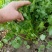 大叶香菜