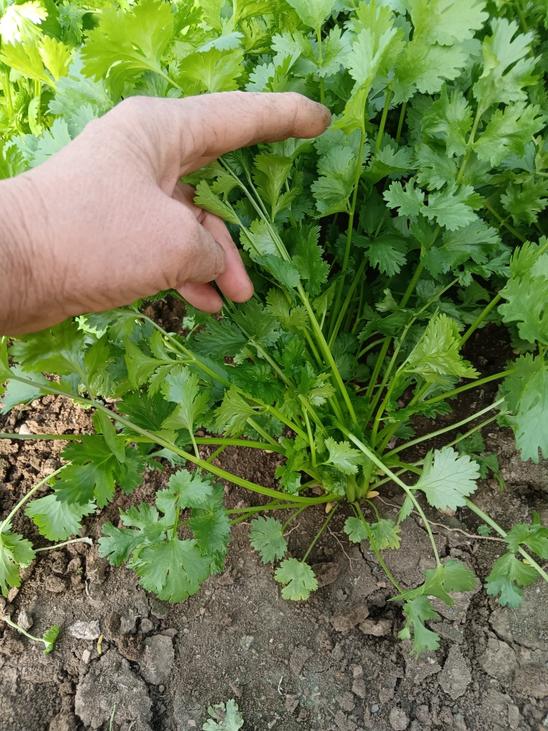 大叶香菜