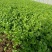 大叶香菜