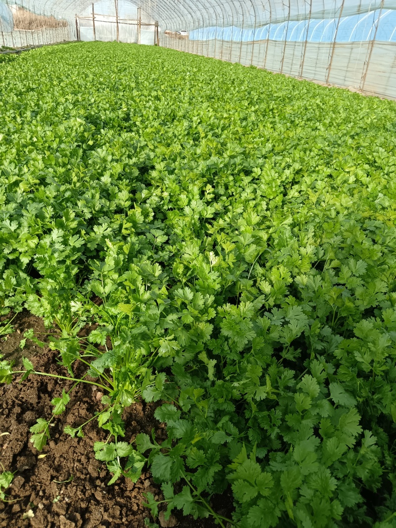 大叶香菜