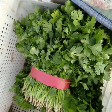 大叶香菜