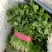 大叶香菜