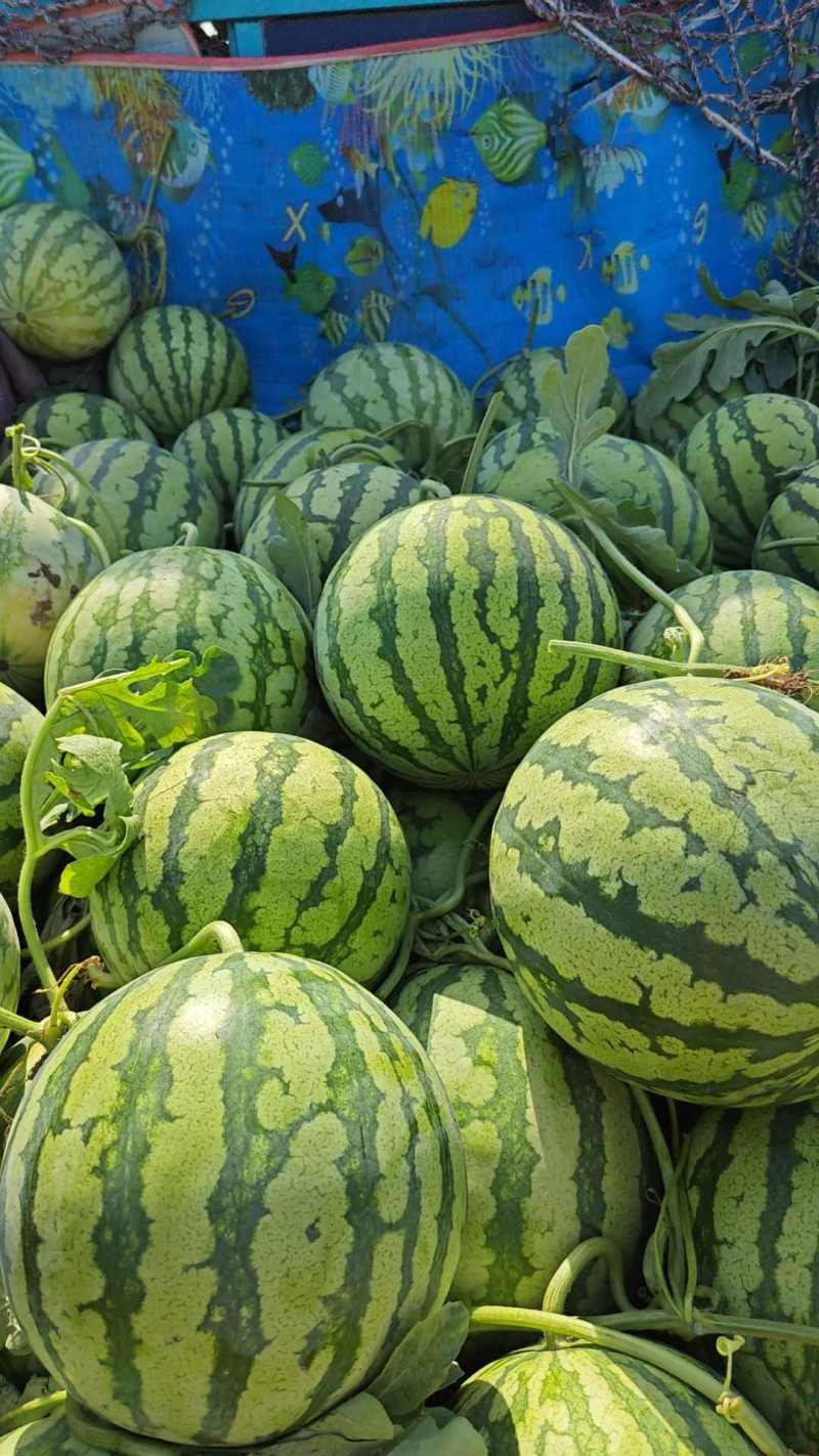 美都西瓜，无籽西瓜无籽麒麟西瓜货源稳定代收代发全国市
