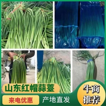 常年供应金乡红帽蒜薹可供电商超市市场全国发货诚信合作
