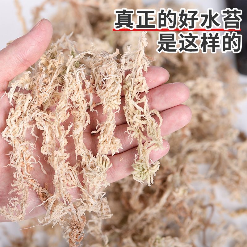 水苔.湖南纯野生水苔，兰花专用.海草花一手货源产地直供