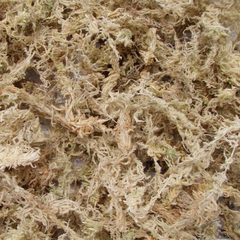 水苔.湖南纯野生水苔，兰花专用.海草花一手货源产地直供