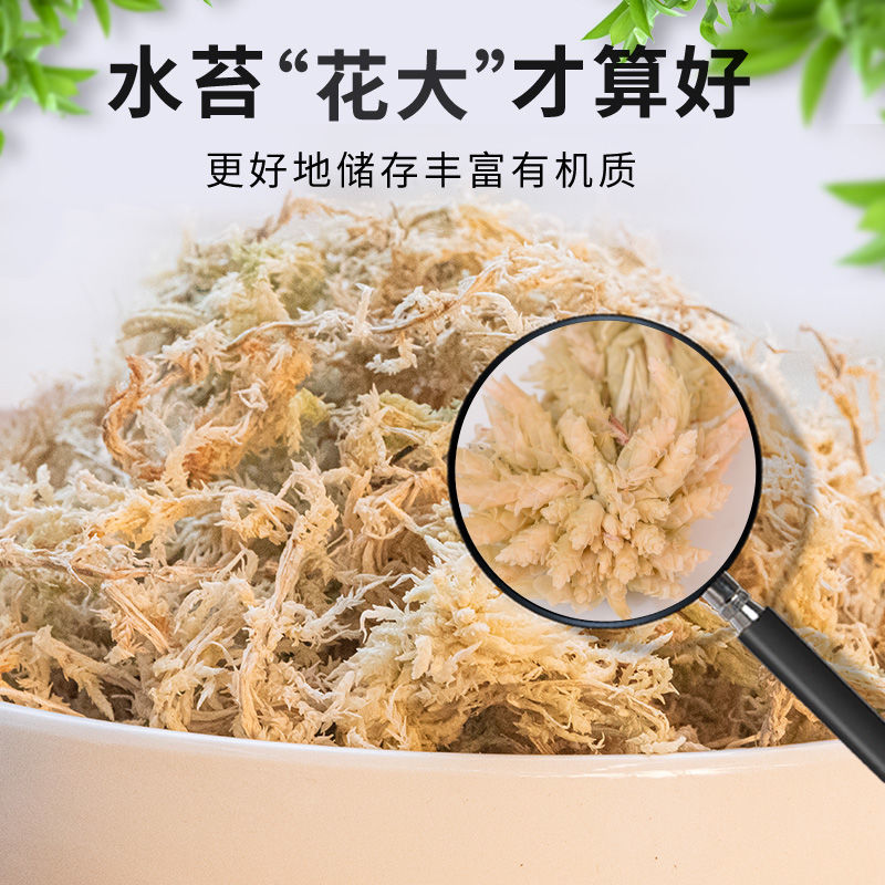 水苔.湖南纯野生水苔，兰花专用.海草花一手货源产地直供